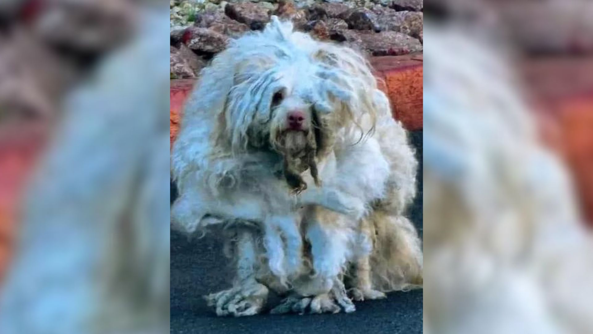 The Poor Dog Was So Badly Matted That The Vet Couldn’t Even Tell If He Had Two Eyes 