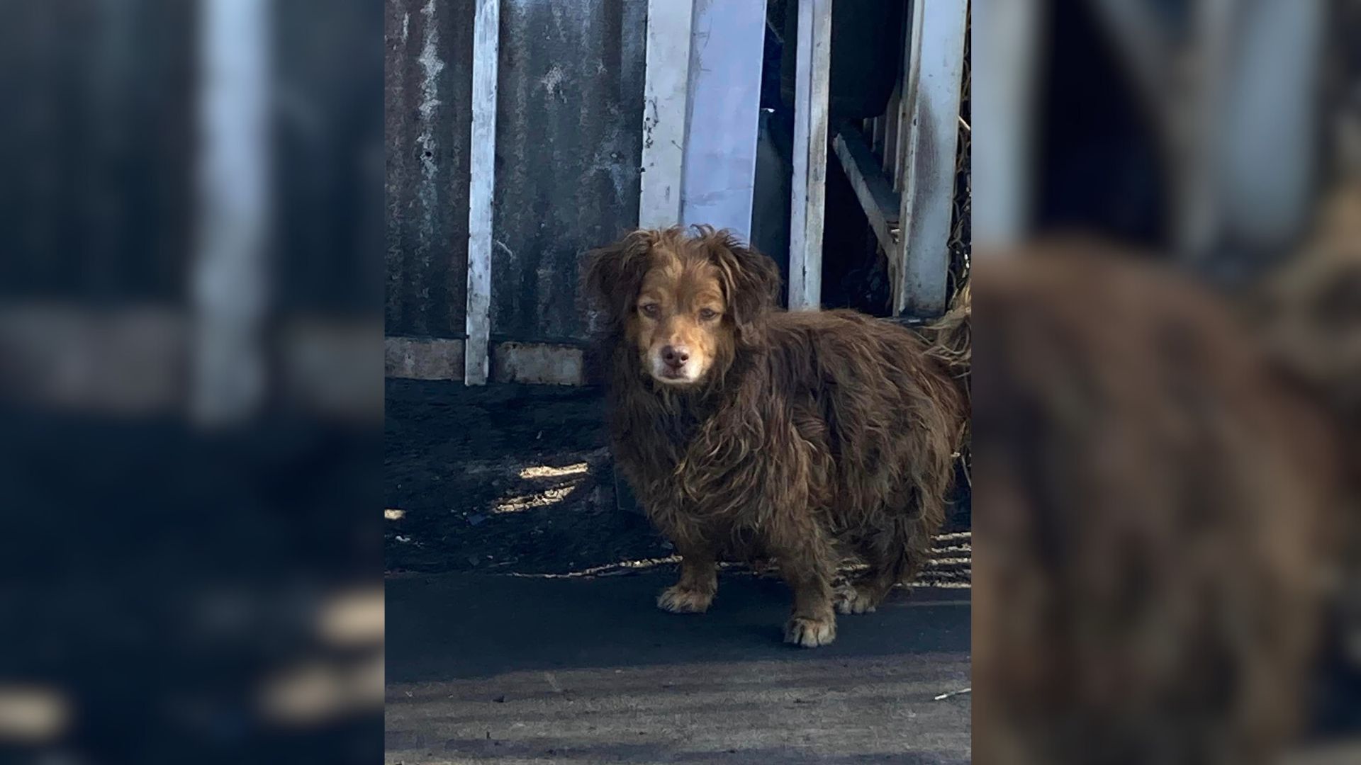 The Pup Who Was Heartbroken After His Owner Left Him Feels Safe In His Rescuer’s Arms