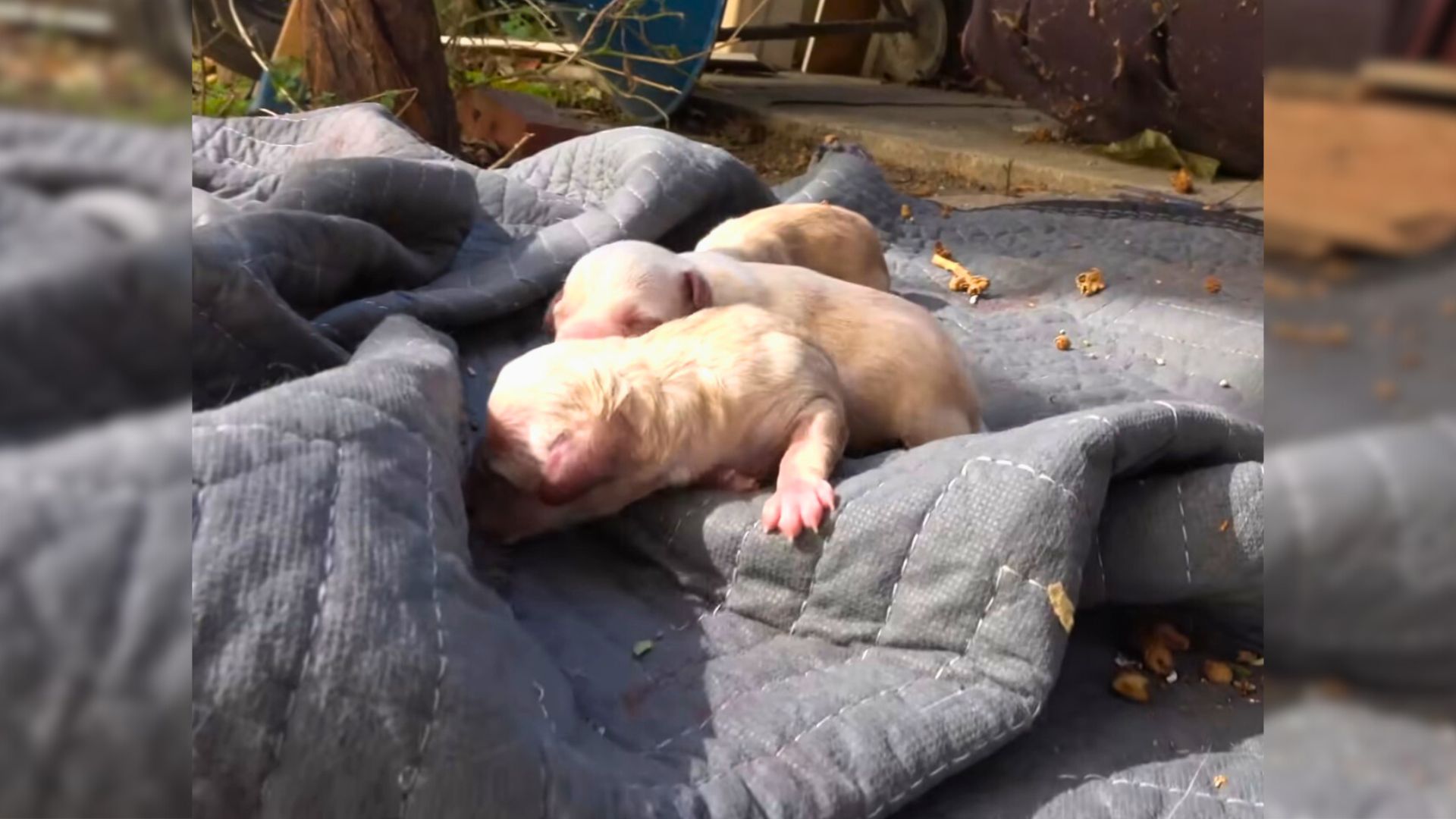 The Puppies Had Just Seen The Light Of Day When Soft-Hearted People Came In A Rescue Mission