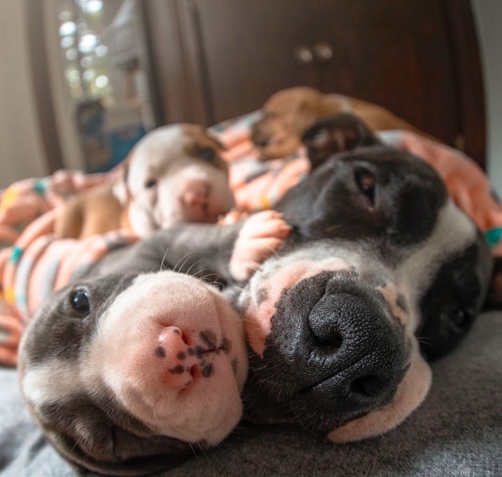 the puppies lie next to the mother dog