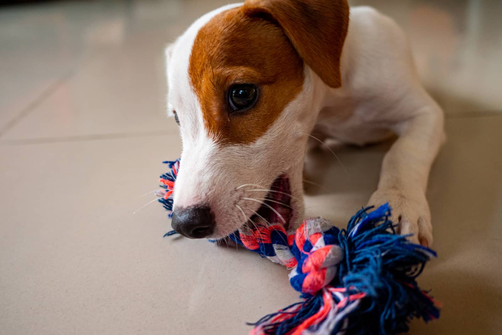 the puppy bites the toy