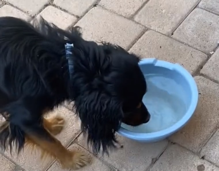 the puppy drinks water from a plastic bowl