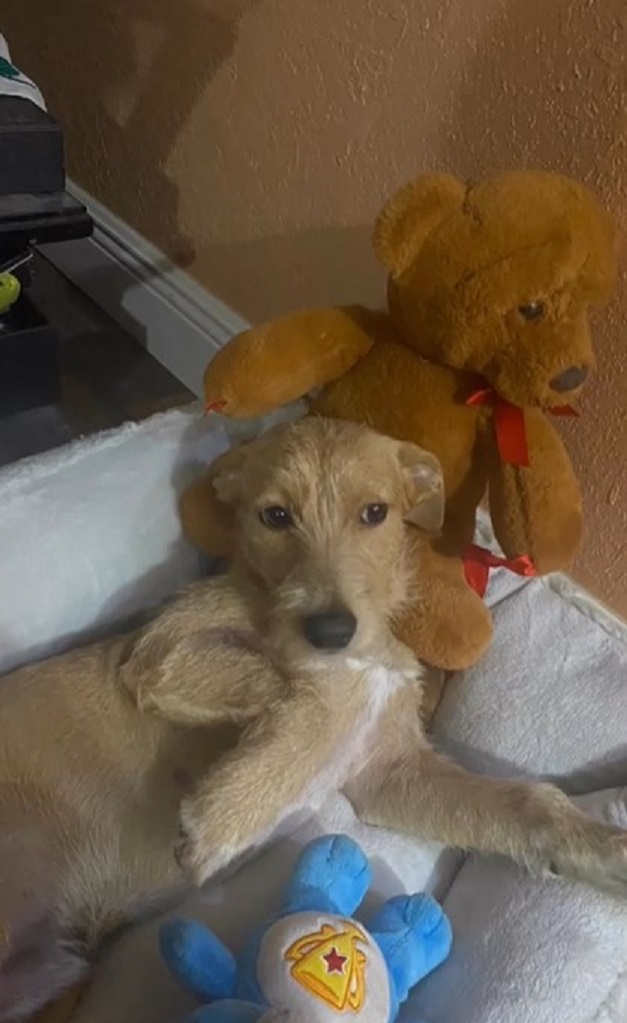 the puppy is lying on his pillow with toys