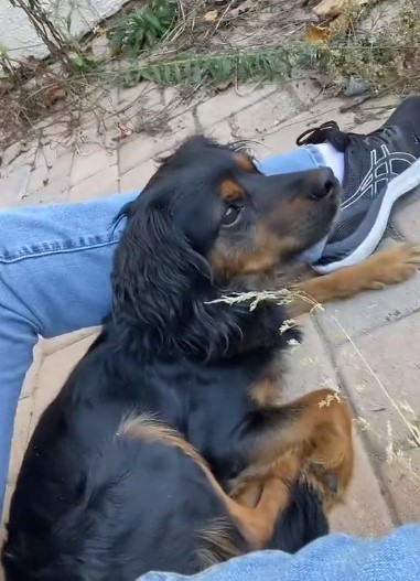 the puppy lies on the pavement next to the man's feet