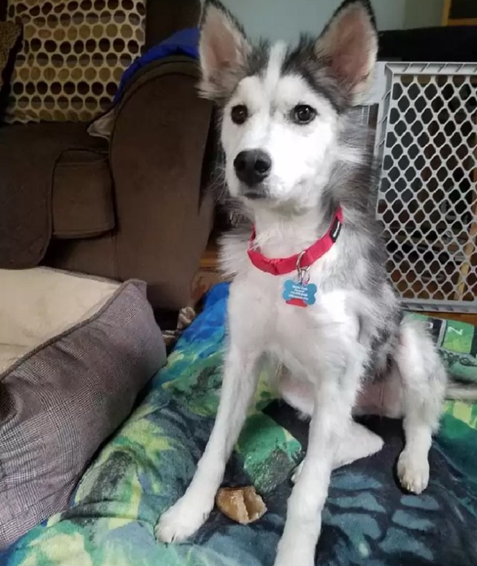 the puppy sits on the bed and looks ahead