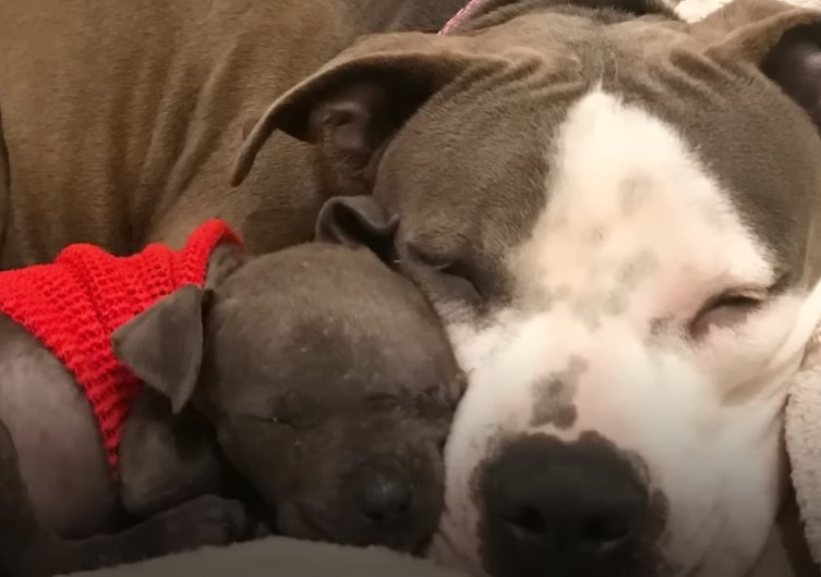 the puppy sleeps leaning against his mother's head