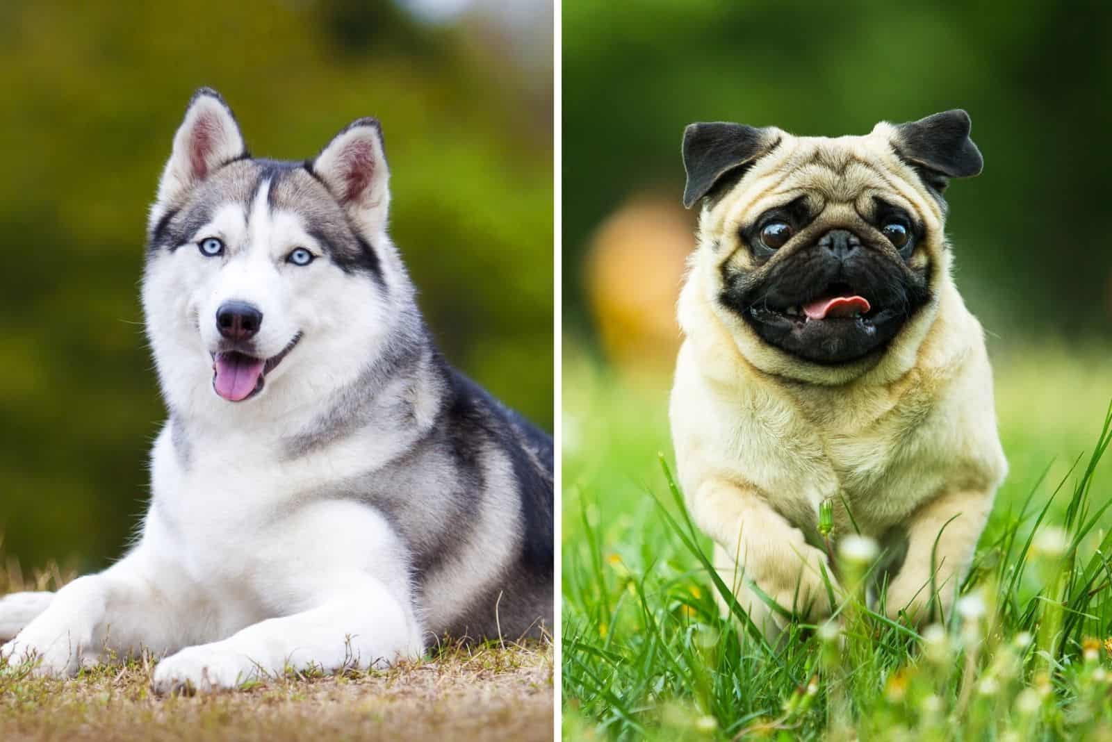 Husky Pug Mix: Meet The Quirky Cross