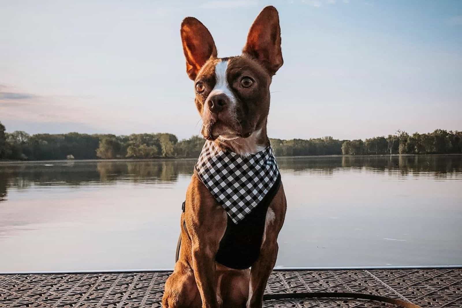 The Red Boston Terrier – An Ultimate Guide About This Dog