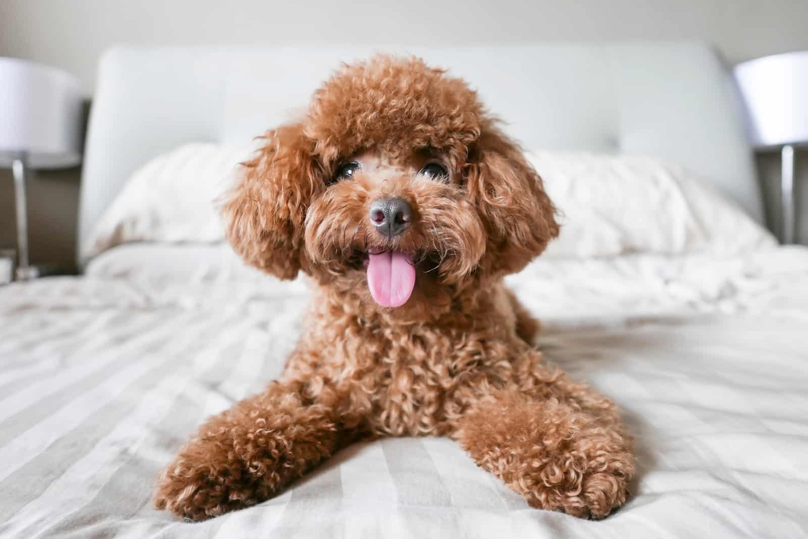 The Red Poodle: Here’s Why People Are Crazy About Them