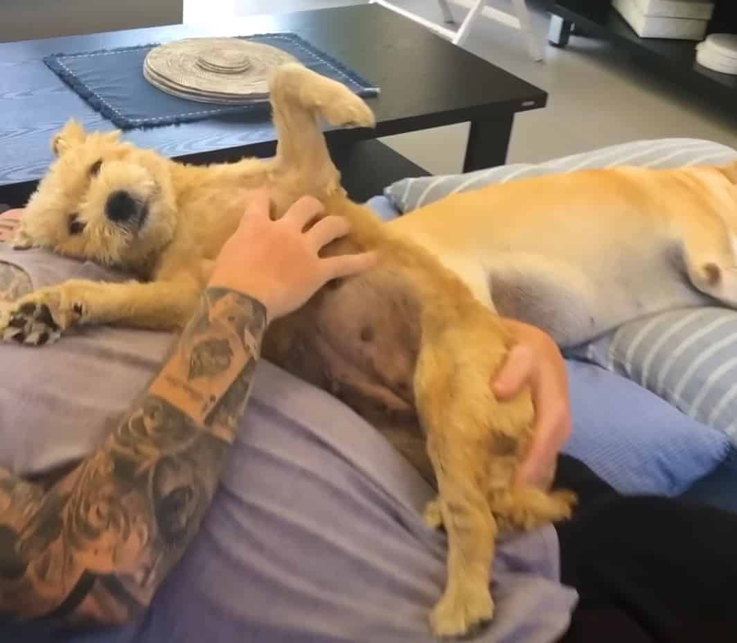 the rescued dog cuddles with the owner