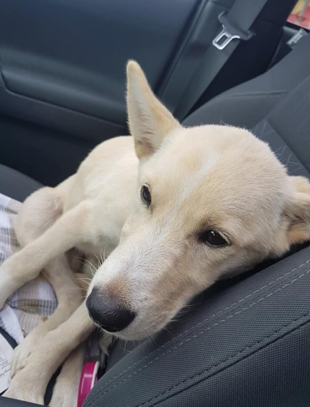 the rescued dog is lying on the car seat