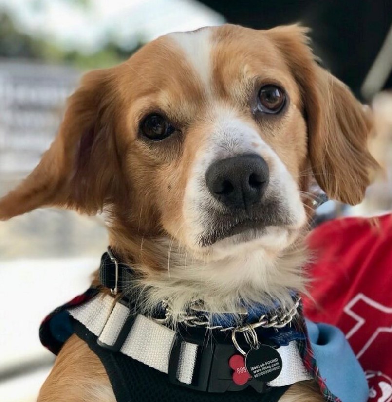 the rescued dog looks at the camera with a sad look