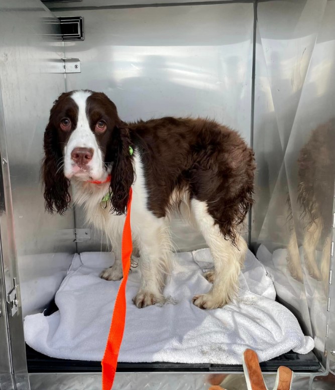 the rescued dog that was under the rocks