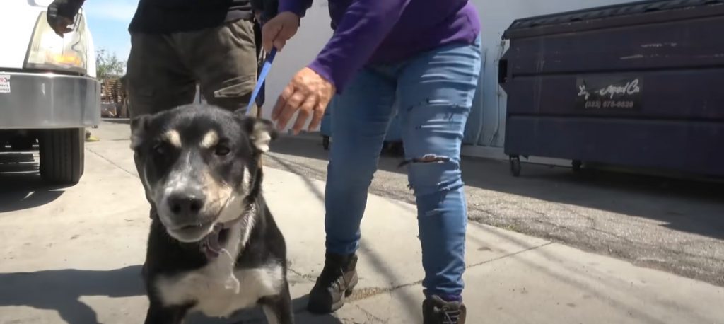 the rescuers found the dog and kept it on a leash