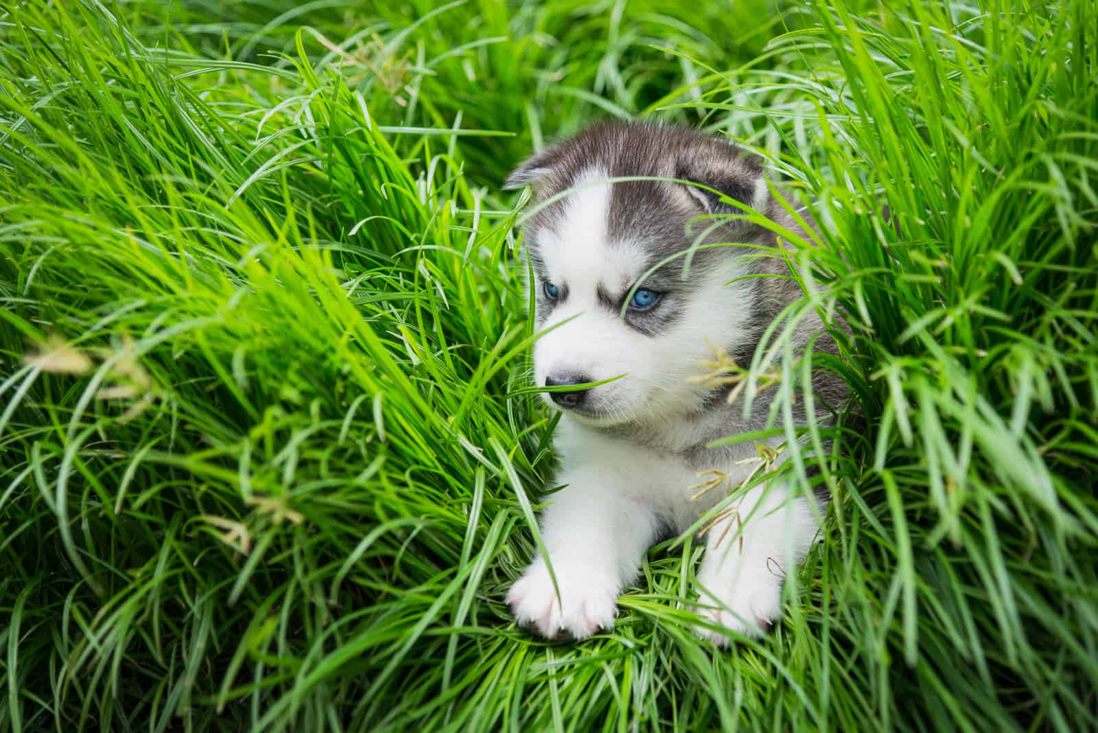 the rocks of the husky lie in the grass