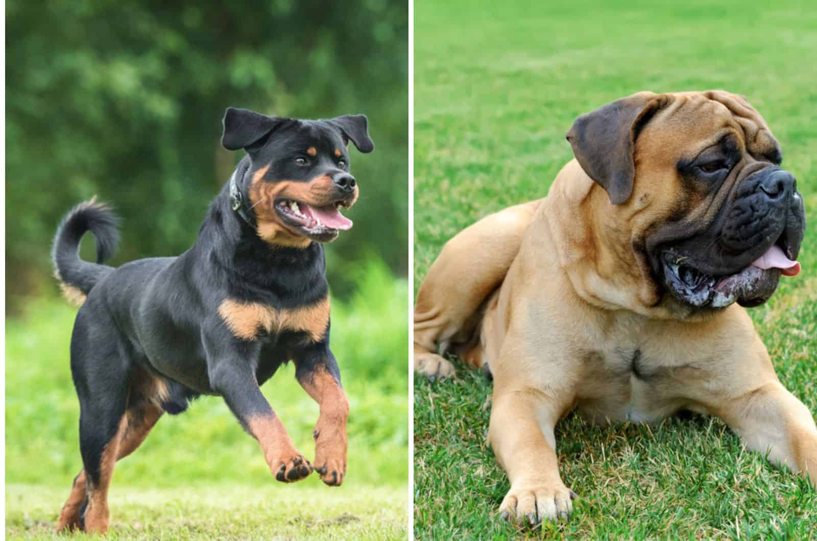 The Rottweiler Mastiff Mix Is The Best The Romans Have To Offer