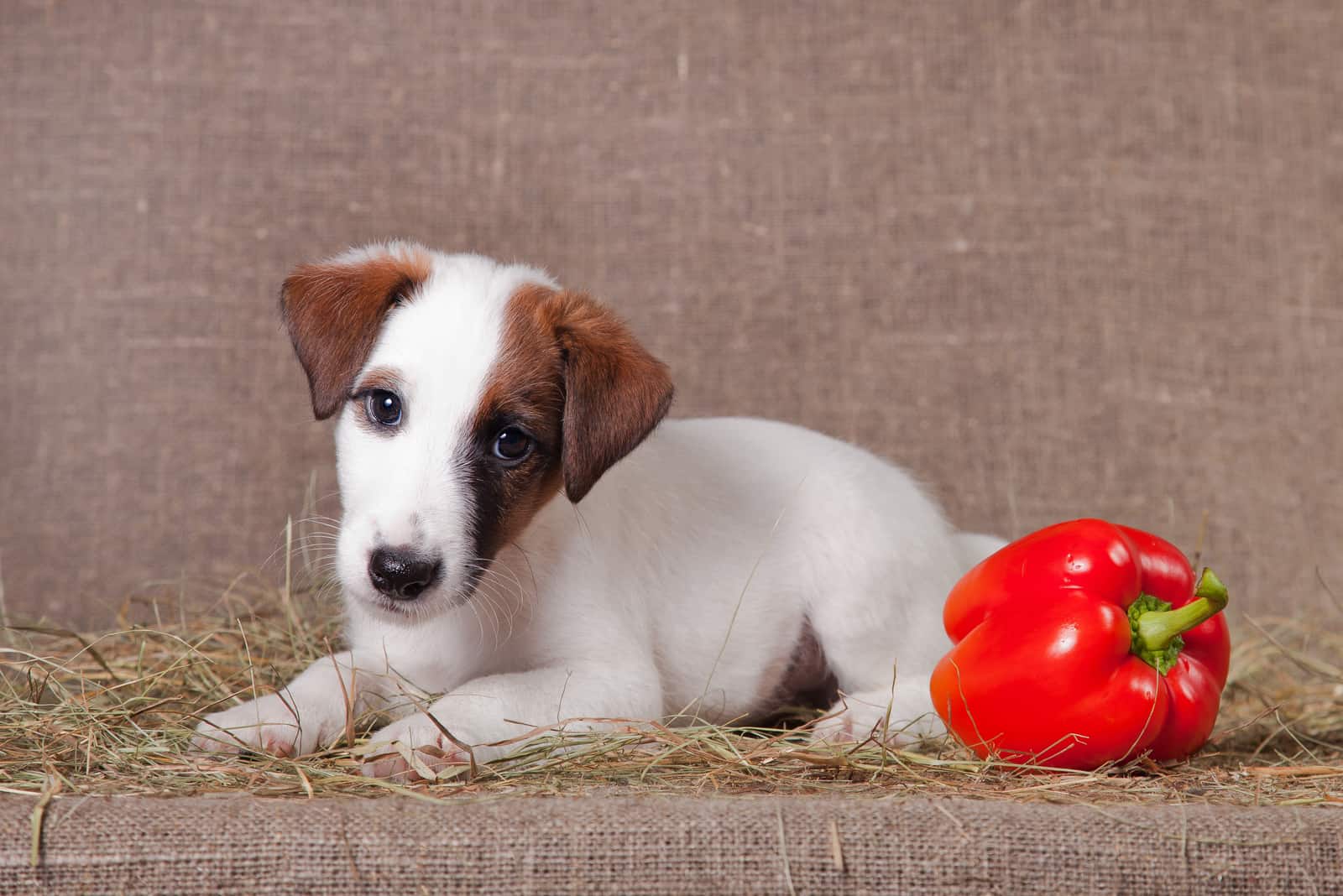 the sad dog lies next to the pepper and looks at it