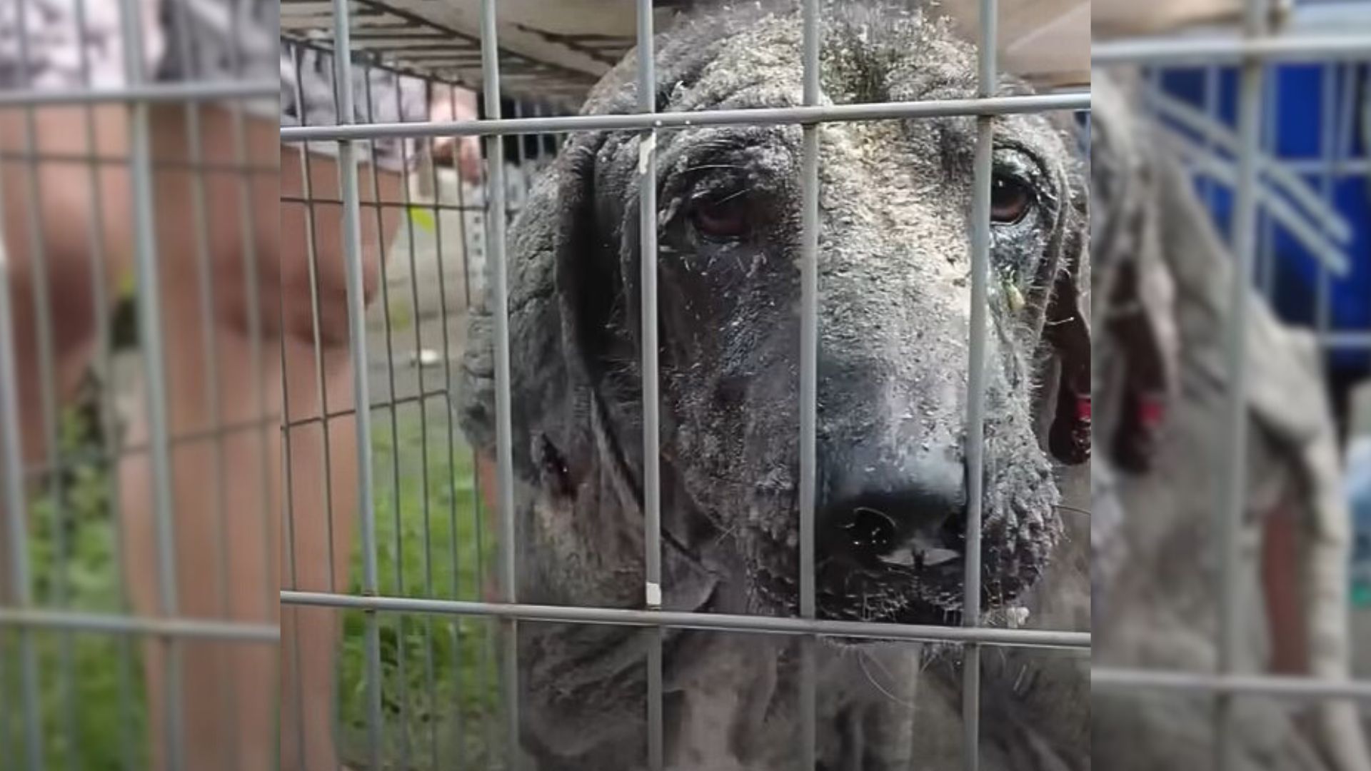 The Saddest Dog Transforms Into A Happy Pup After Feeling Loved For The First Time