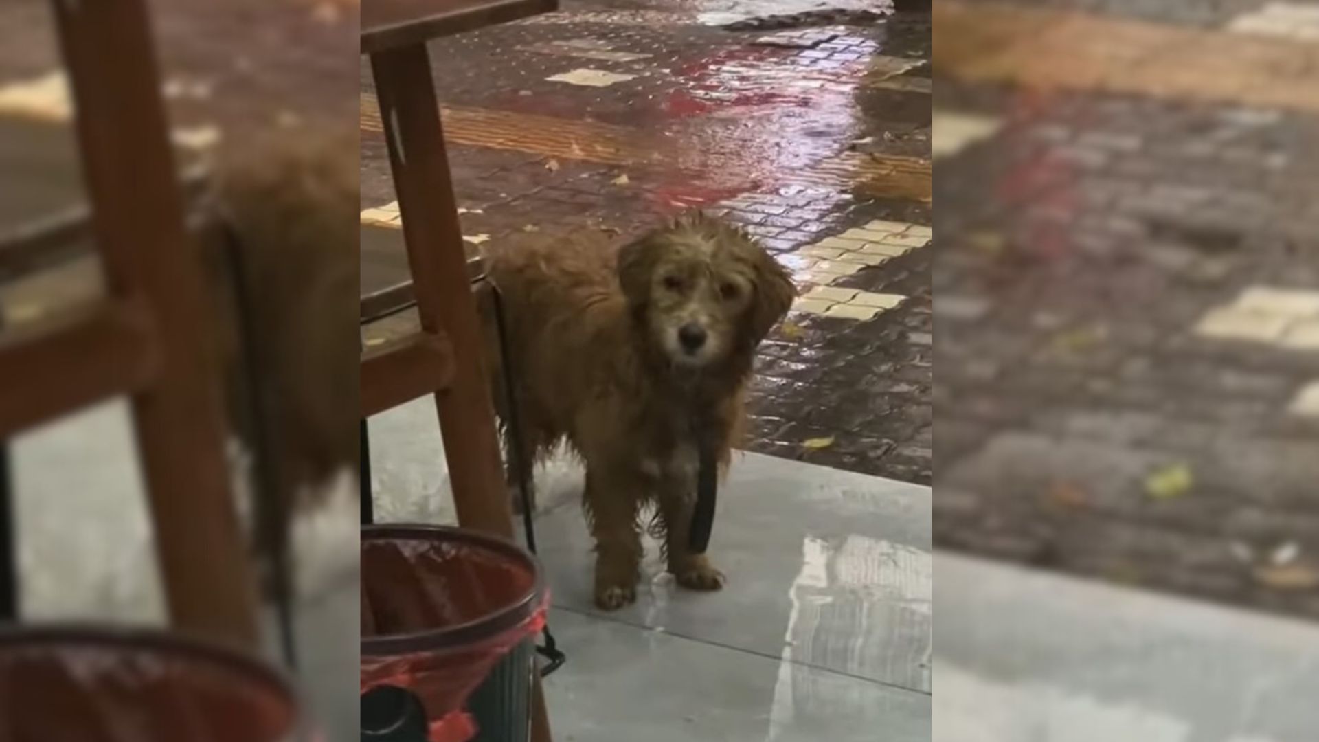 Tiny Stray Dog Waits In Front Of A Restaurant, Hoping That People Will Give Him Some Food