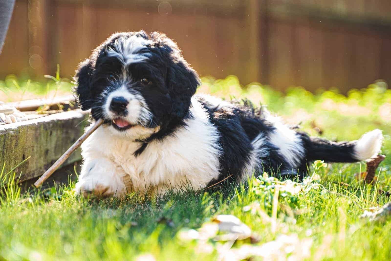 The Saint Berdoodle: Guard Dog, Gentle Giant, And Nanny