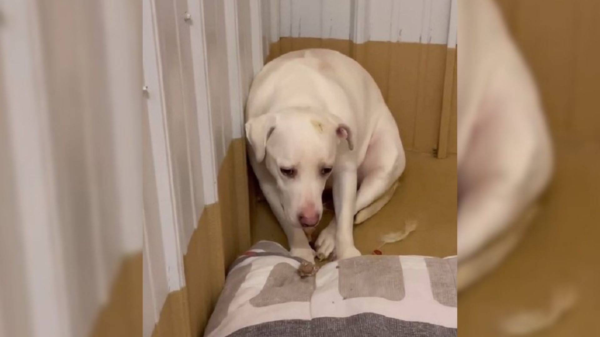 The Scared Pup Who Flinched Every Time Her Mom Tried To Cuddle Her Finally Learns What Love Feels Like