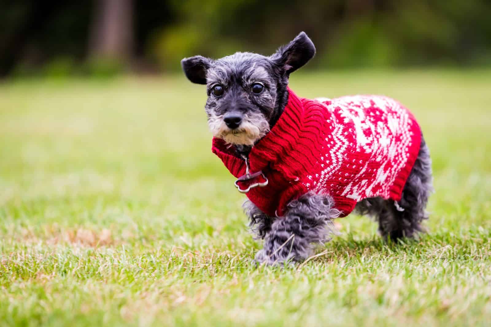 The Schnauzer Dachshund Mix Has Short Legs And Grunge Rags