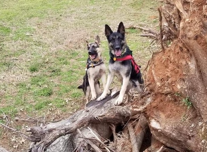 the search and rescue dog with an other dog in nature