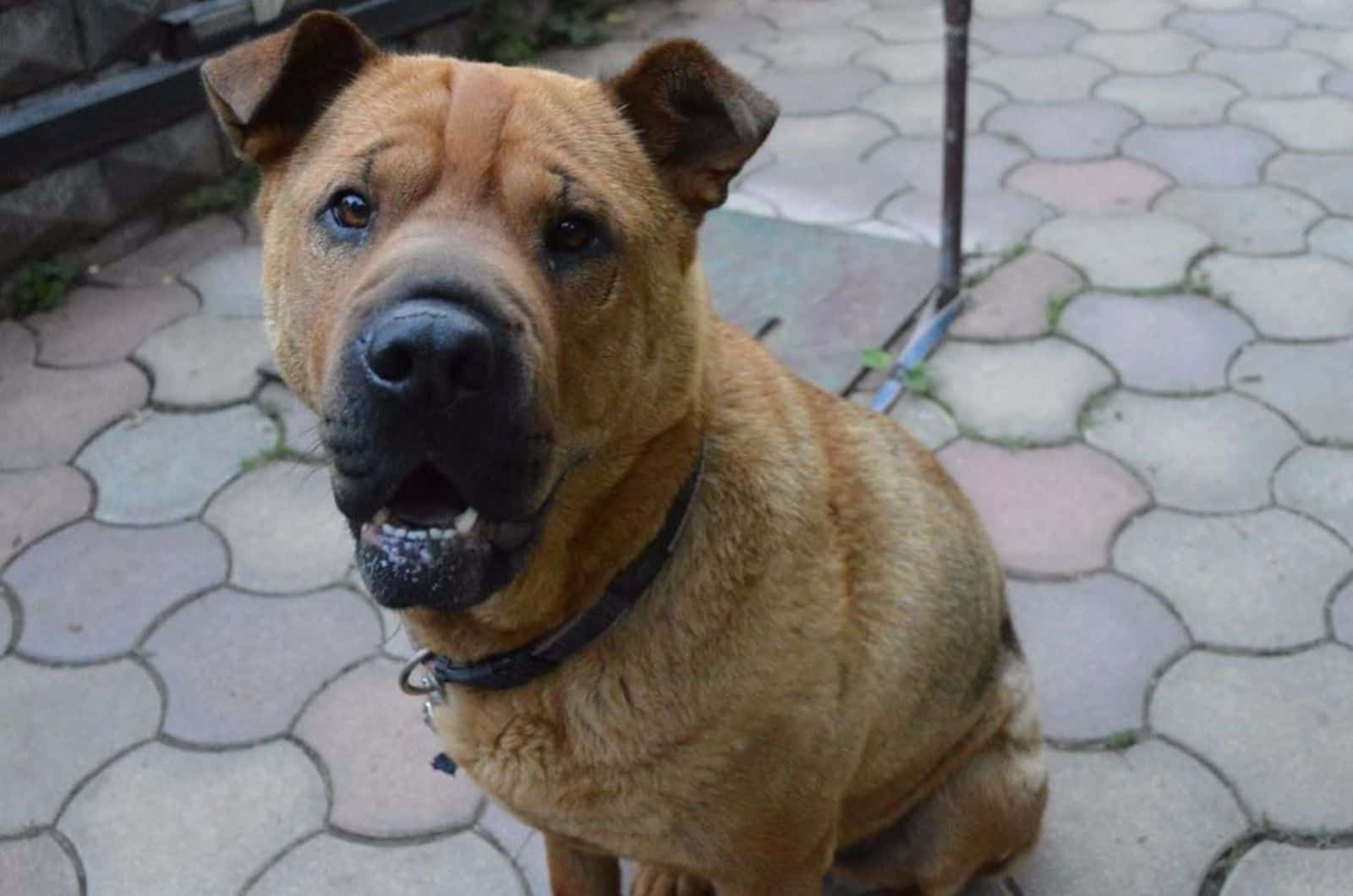 The Shar Pei German Shepherd Mix: One Of A Kind