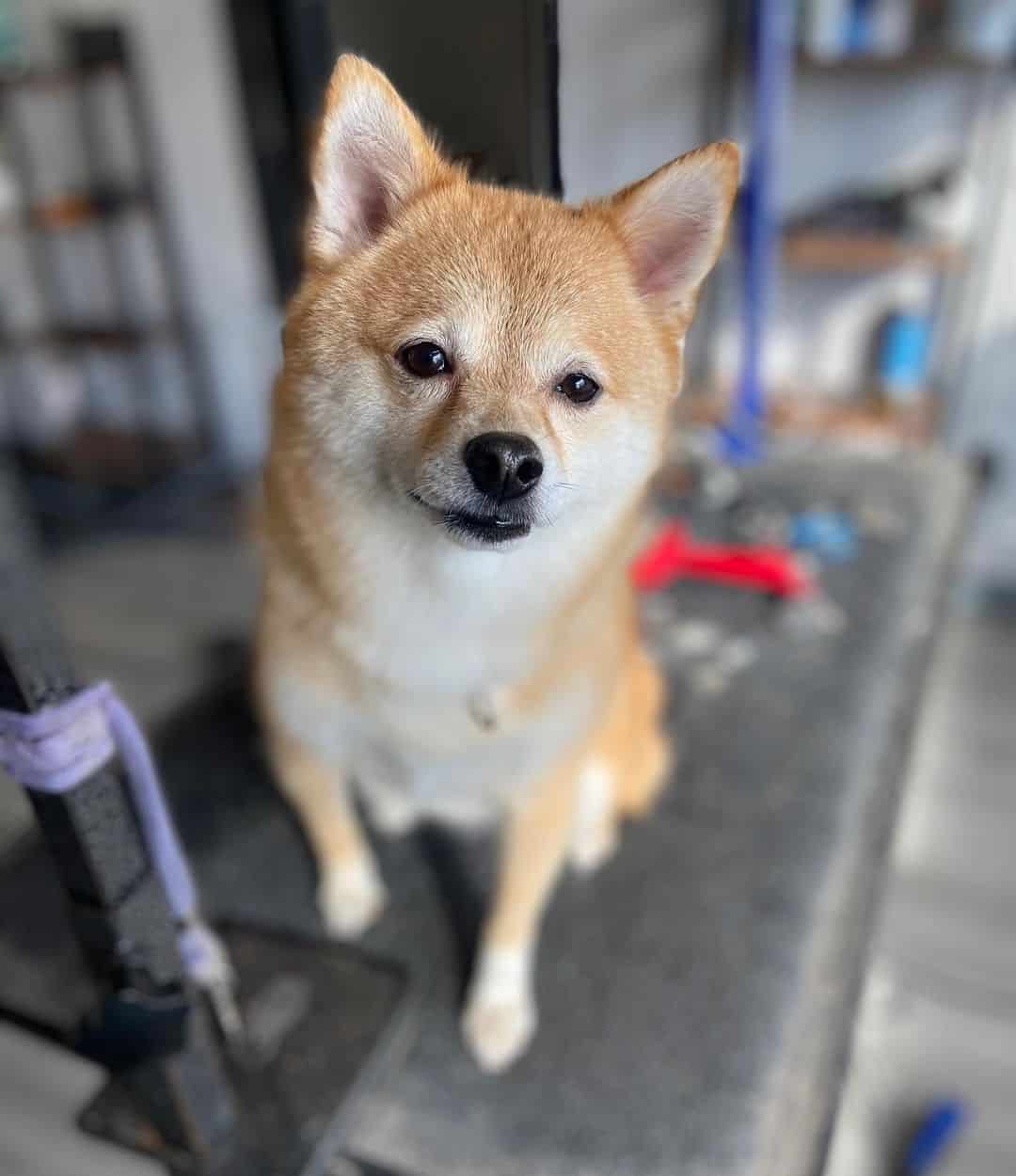 The Shiba Inu Pomeranian Mix  posing for photo