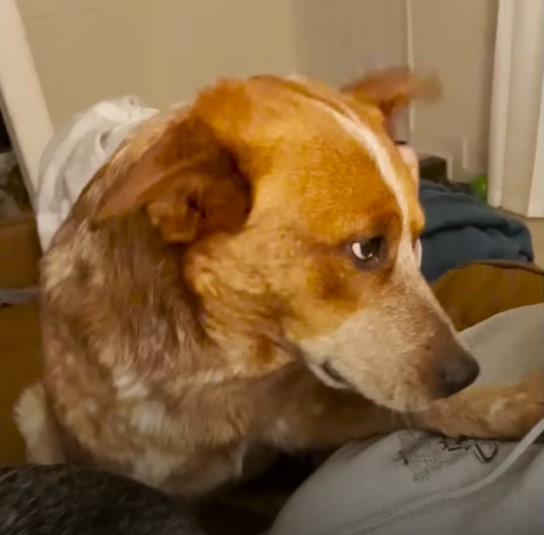 the sick dog lies on the bed with a downcast look