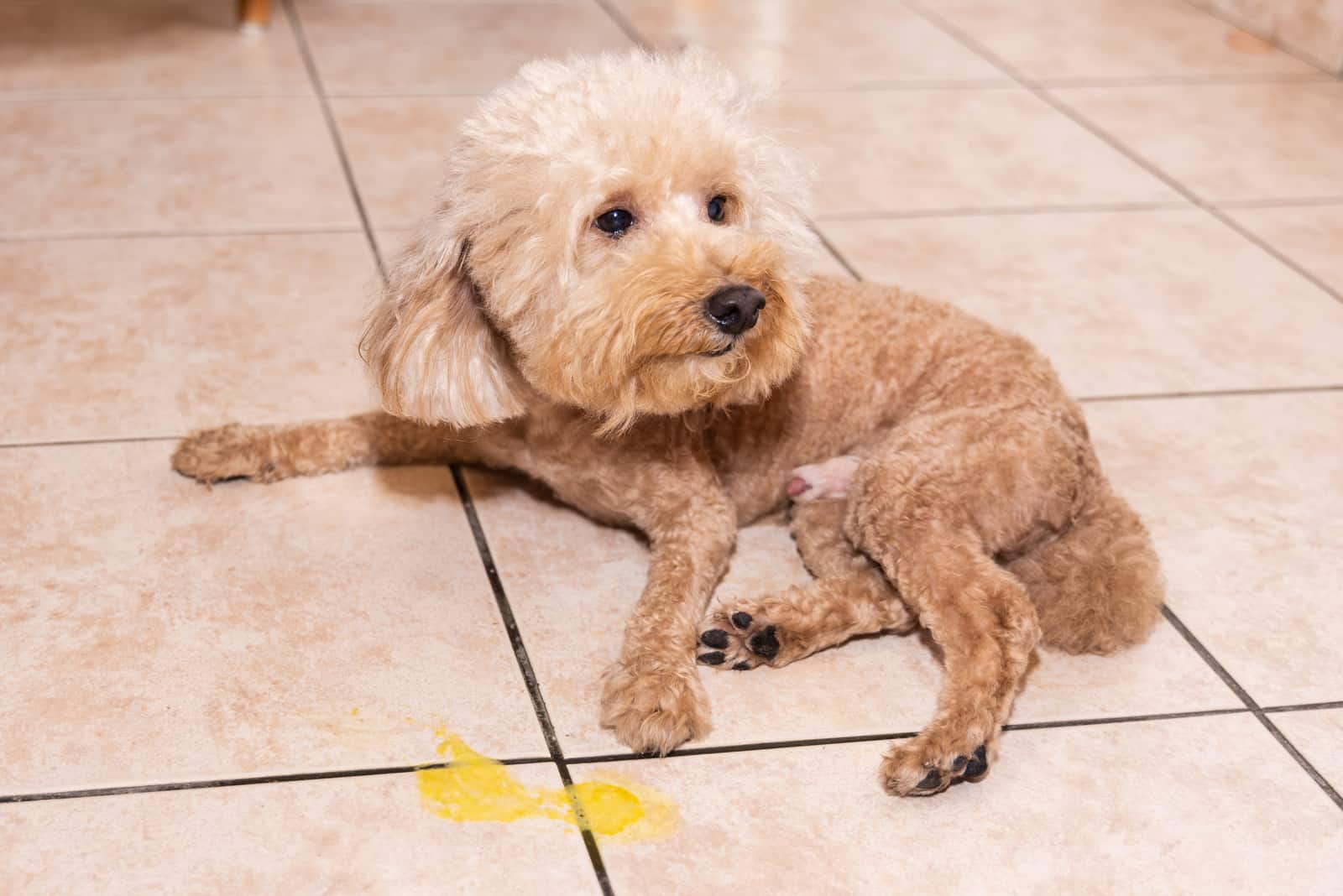 the sick poodle lies next to the vomit