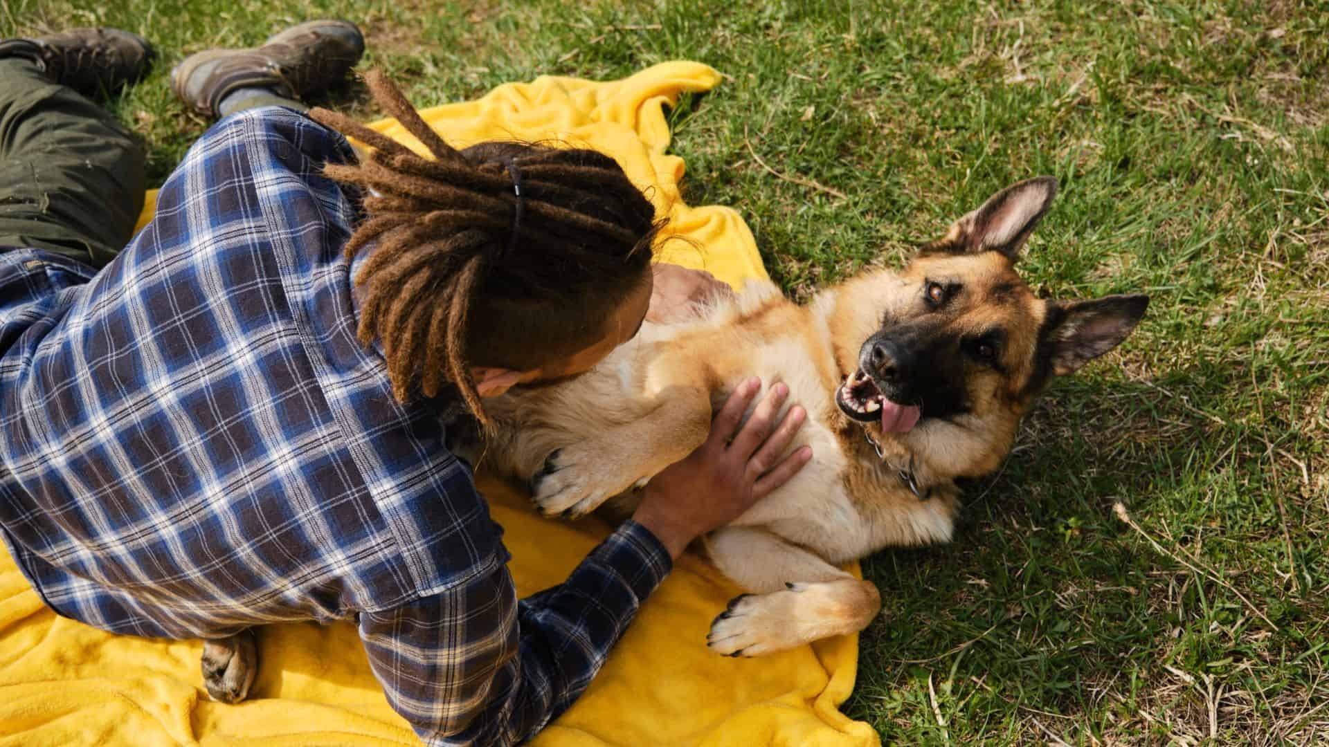 The Simple Reason Behind Your German Shepherd Kicking When You Scratch Him