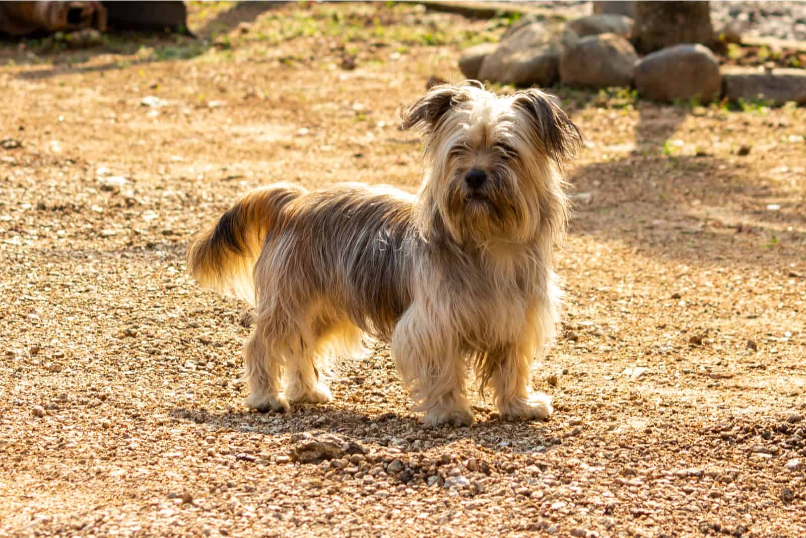 The Skye Terrier stands and stares ahead