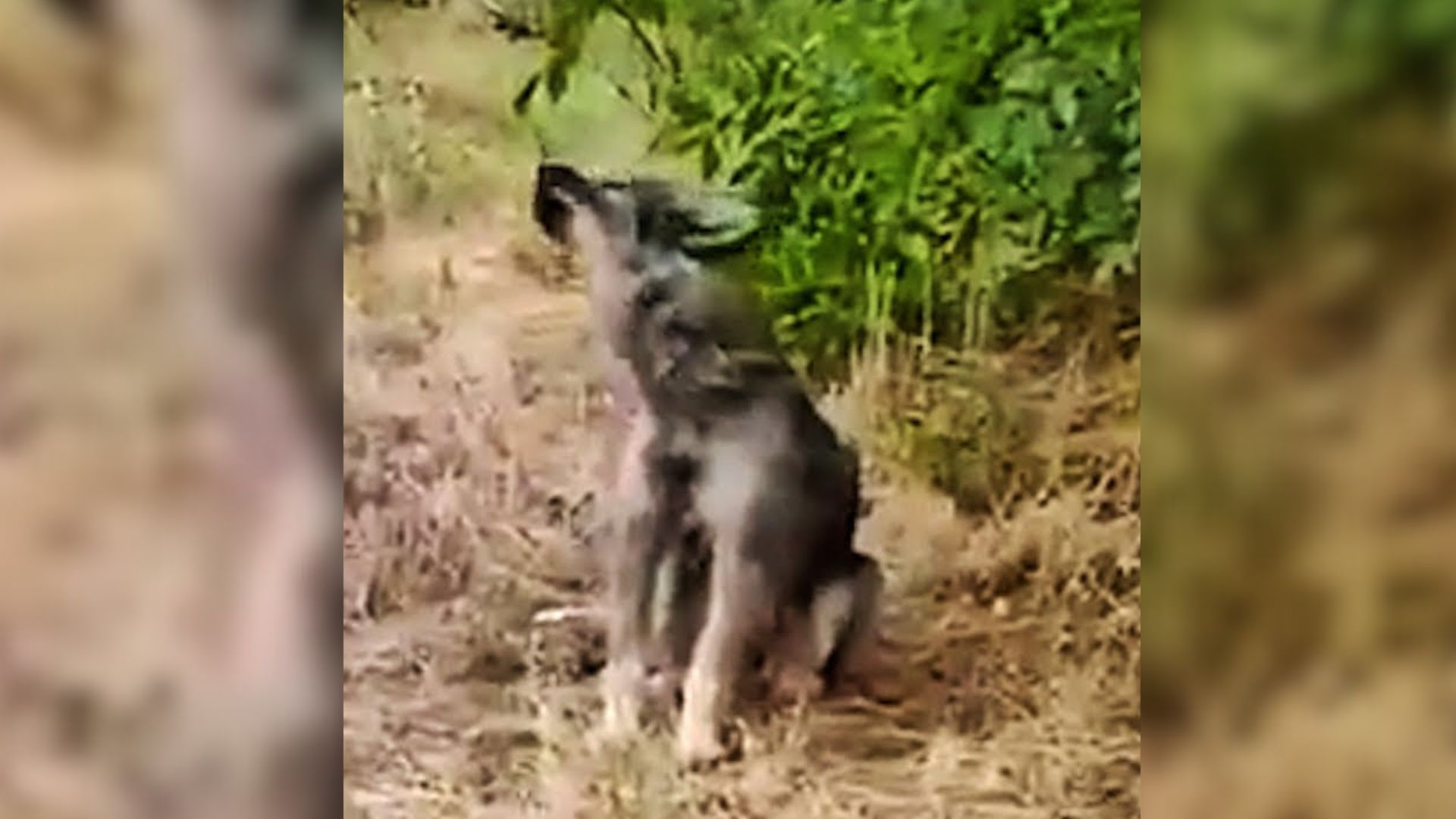 Woman Driving Shocked To Discover A Scared Dog Abandoned By The Road