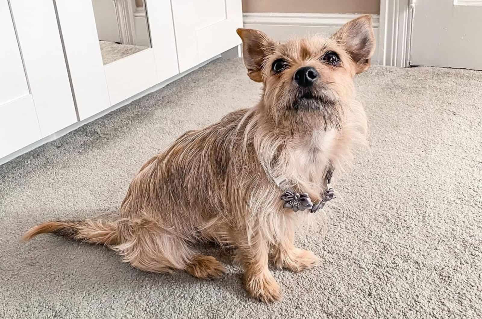 The Spunky Cairn Terrier Chihuahua Mix For Lively Owners