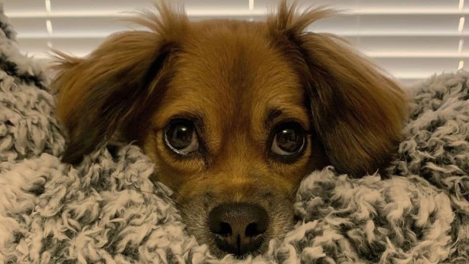 Short Spine, Huge Heart: Meet Tilly, The Super Adorable And Awkward Tibetan Spaniel