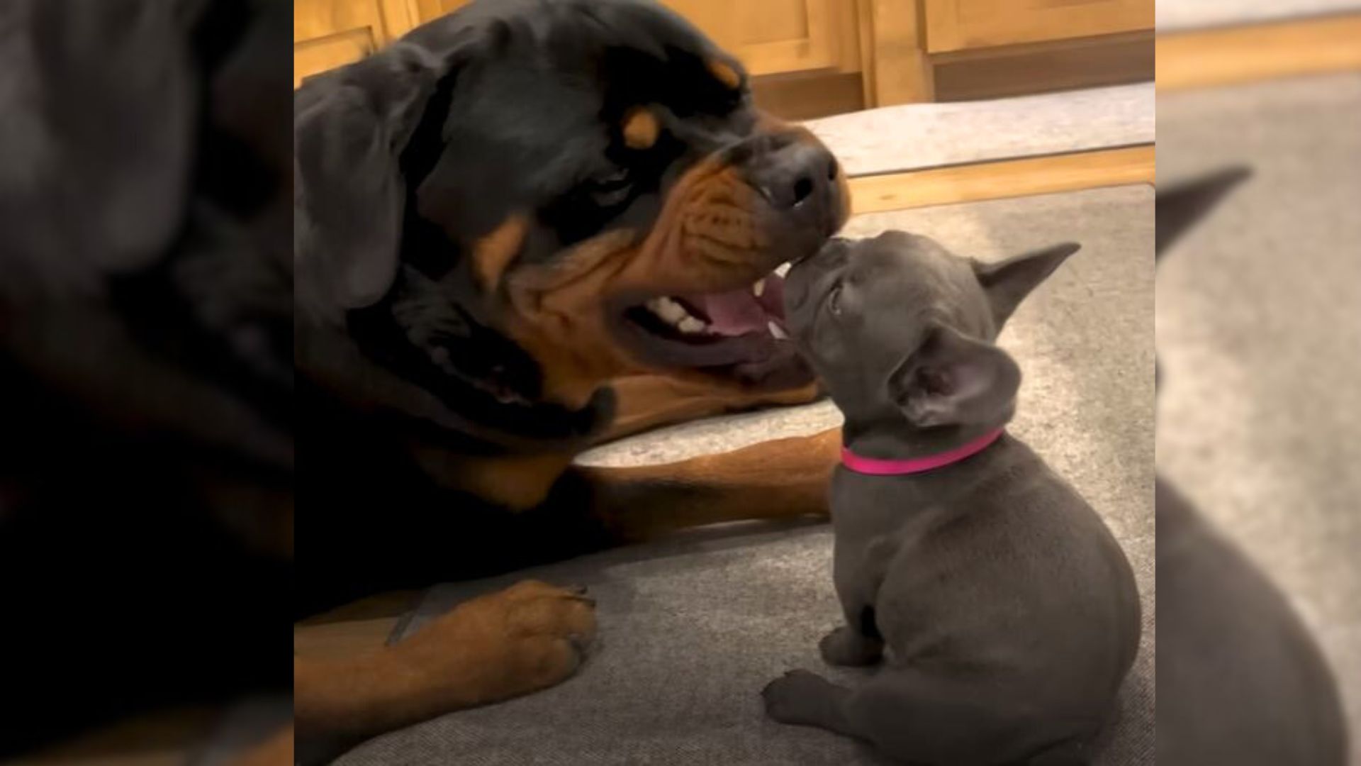 Giant Rottweiler Meets His New Frenchie Sister For The First Time And It’s Hilarious