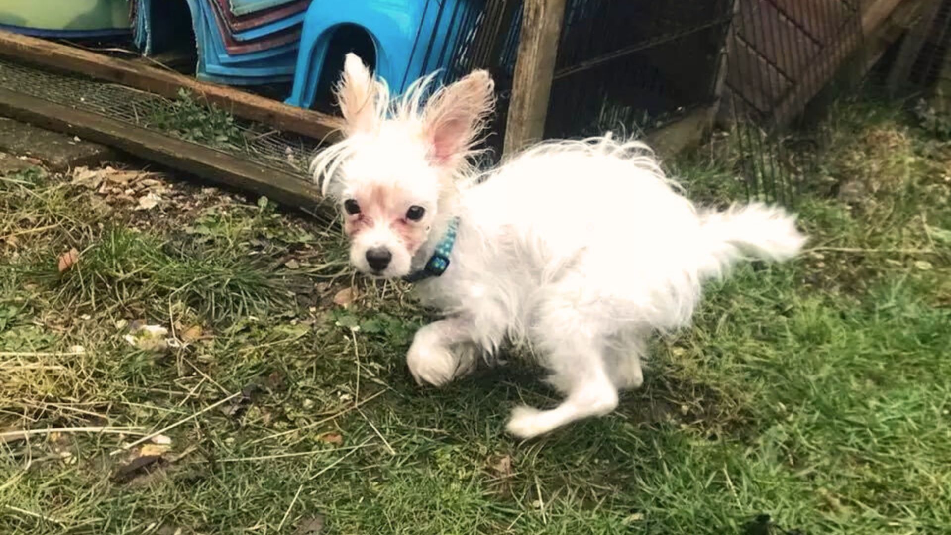 The Sweetest Pup Was Cruelly Dumped At A Bar All Because Of Her Disabilities