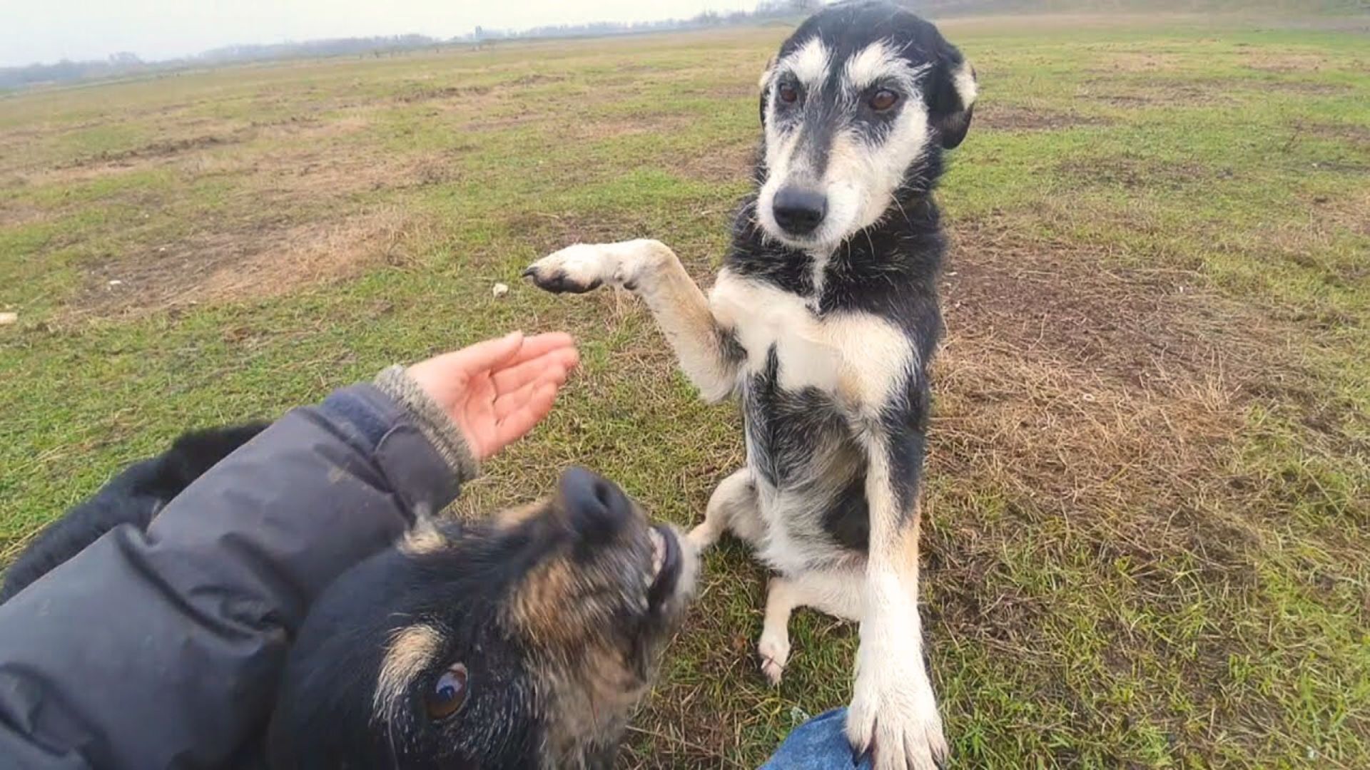 The Sweetest Homeless Dog Ever Lives Outside For 7 Years, Waiting For Her Lucky Day