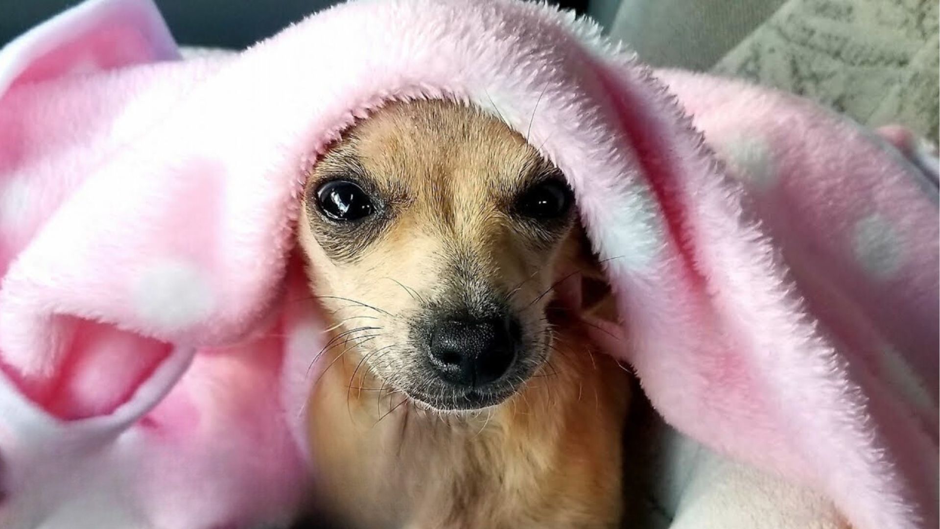 Rescuers Were Heartbroken To See This Trembling Dog In A Doghouse Near A Road So They Saved Him