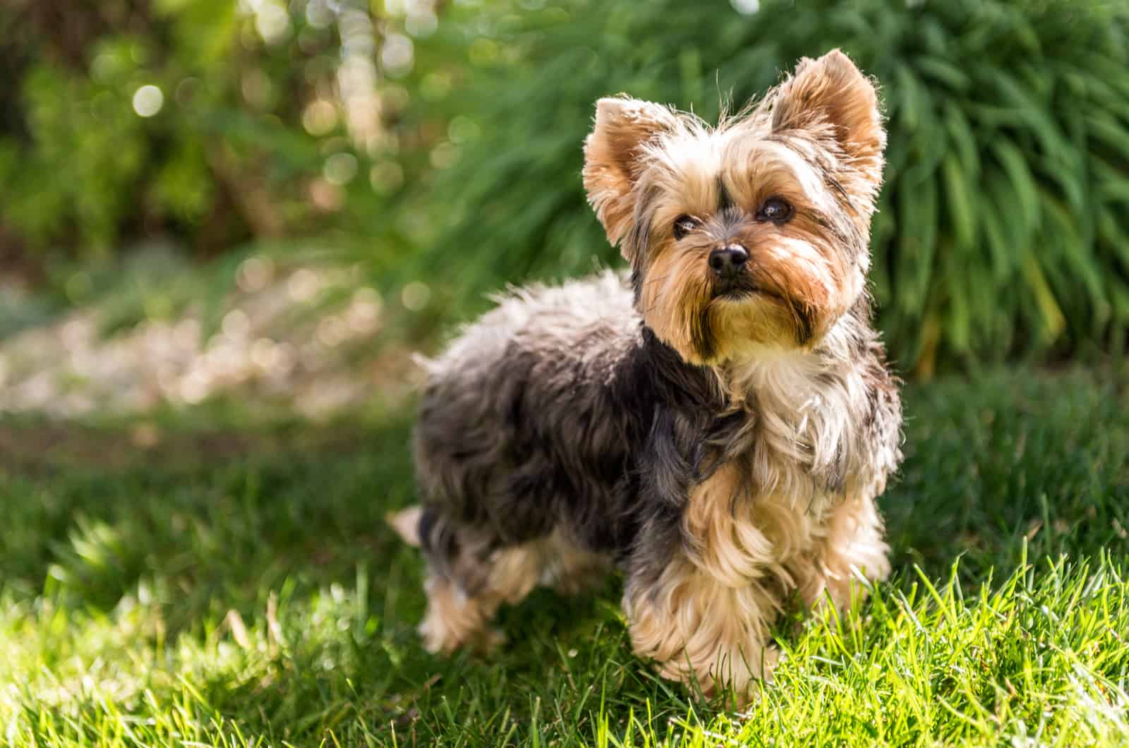 The terrier stands on the grass