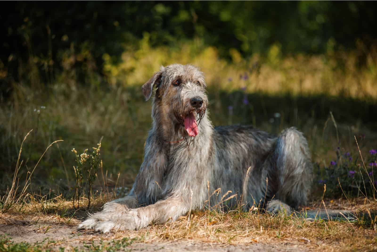 The Top 4 Irish Wolfhound Breeders In The U.S.