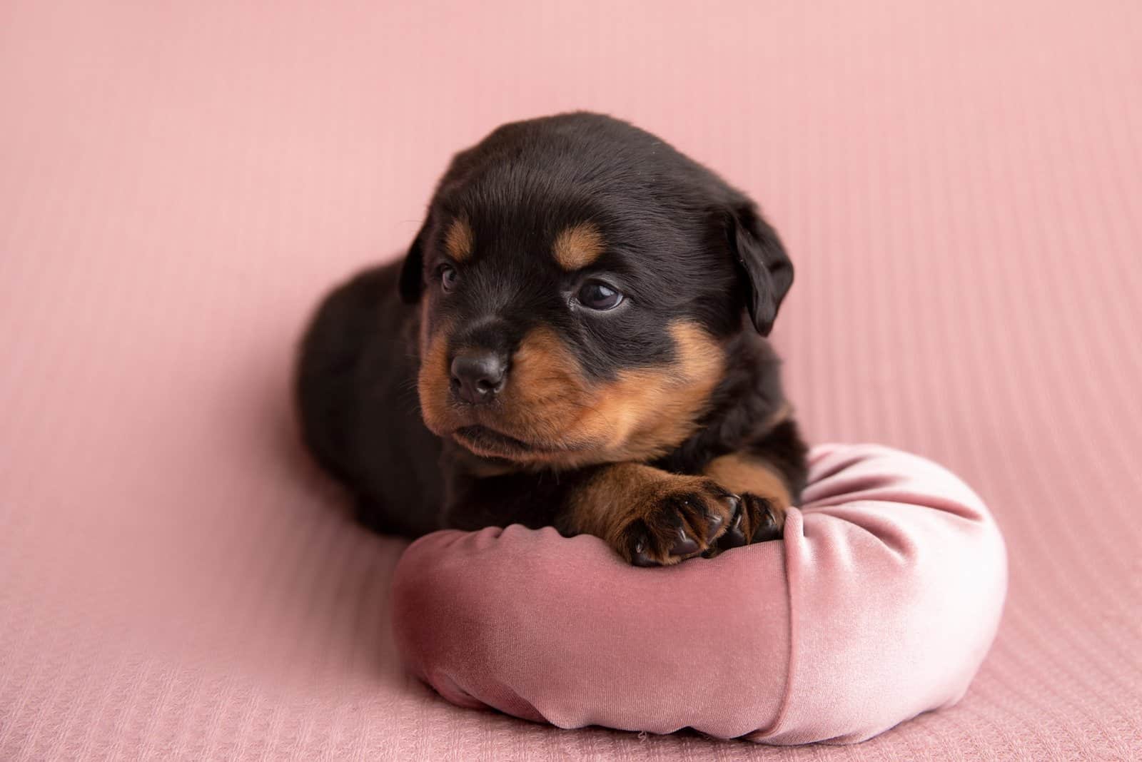 The Top 5 Best Rottweiler Breeders In The UK