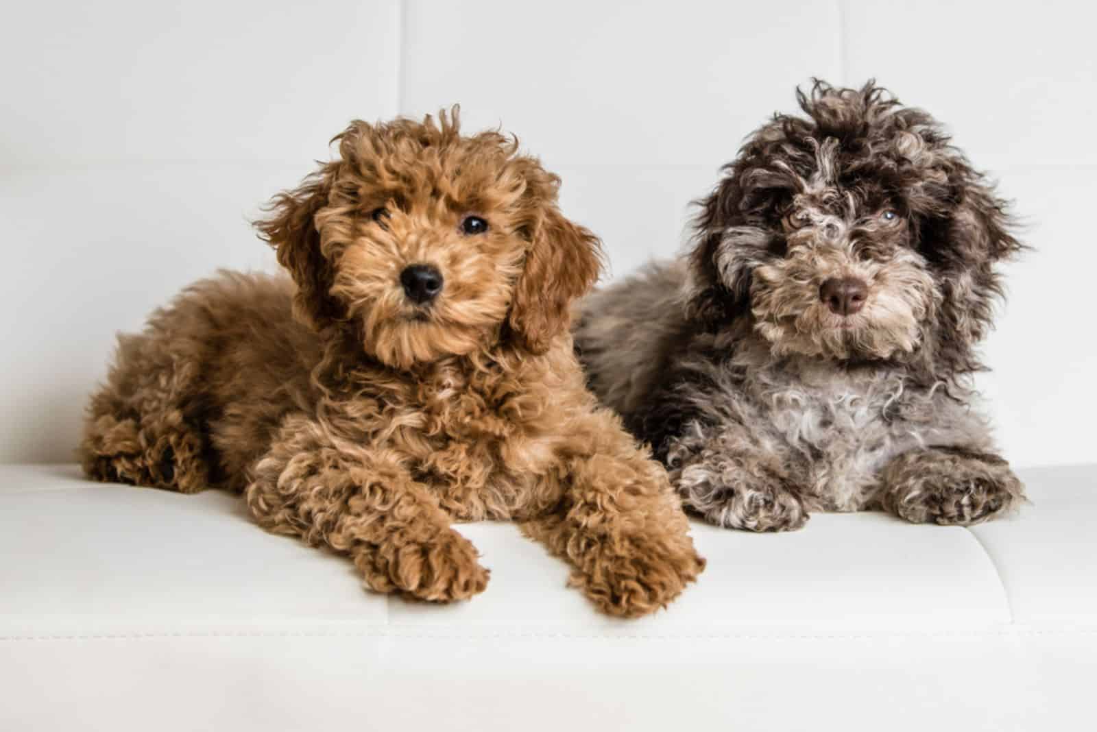 The Top 5 Cockapoo Breeders In Minnesota