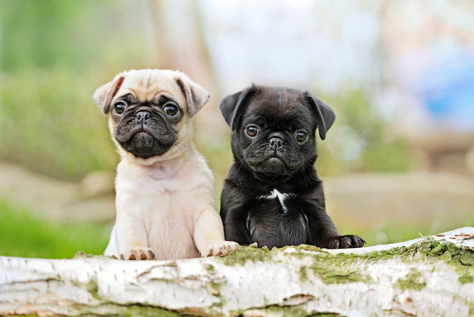 The Top 5 Most Reputable Pug Breeders In Ontario