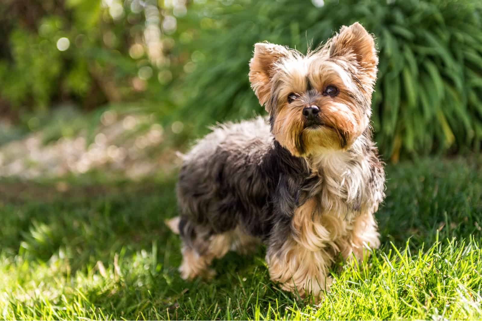 The Top 5 Yorkie Breeders In Ontario