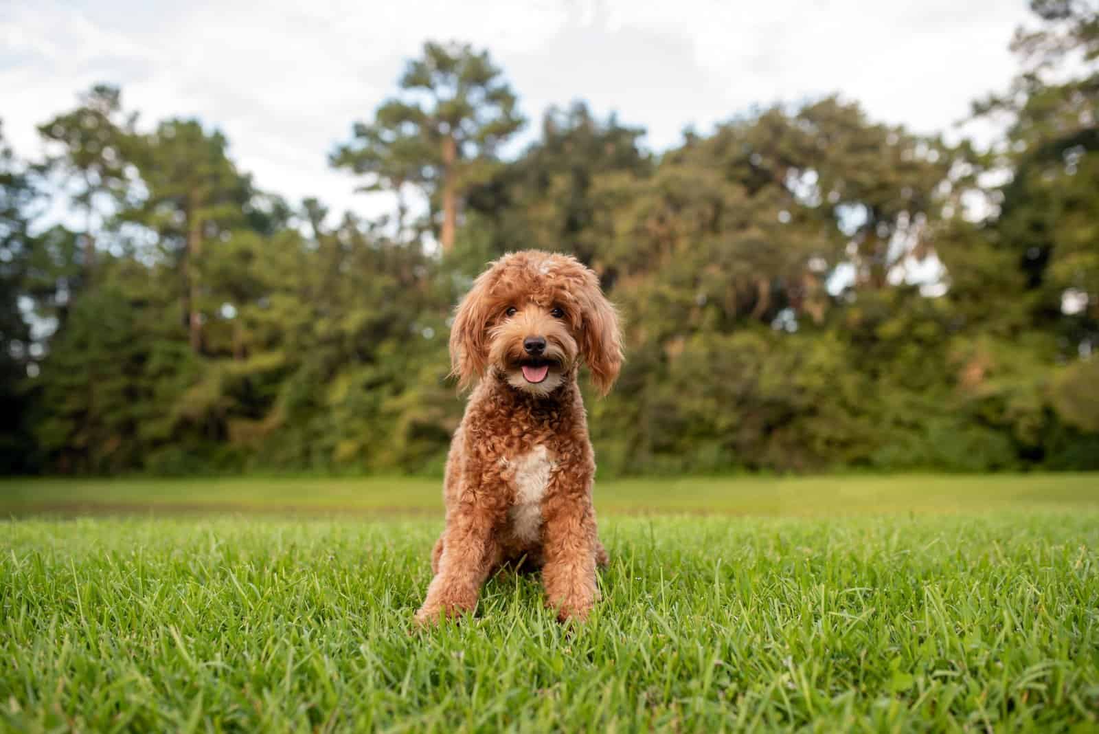 The Top 8 Best Goldendoodle Breeders In The UK