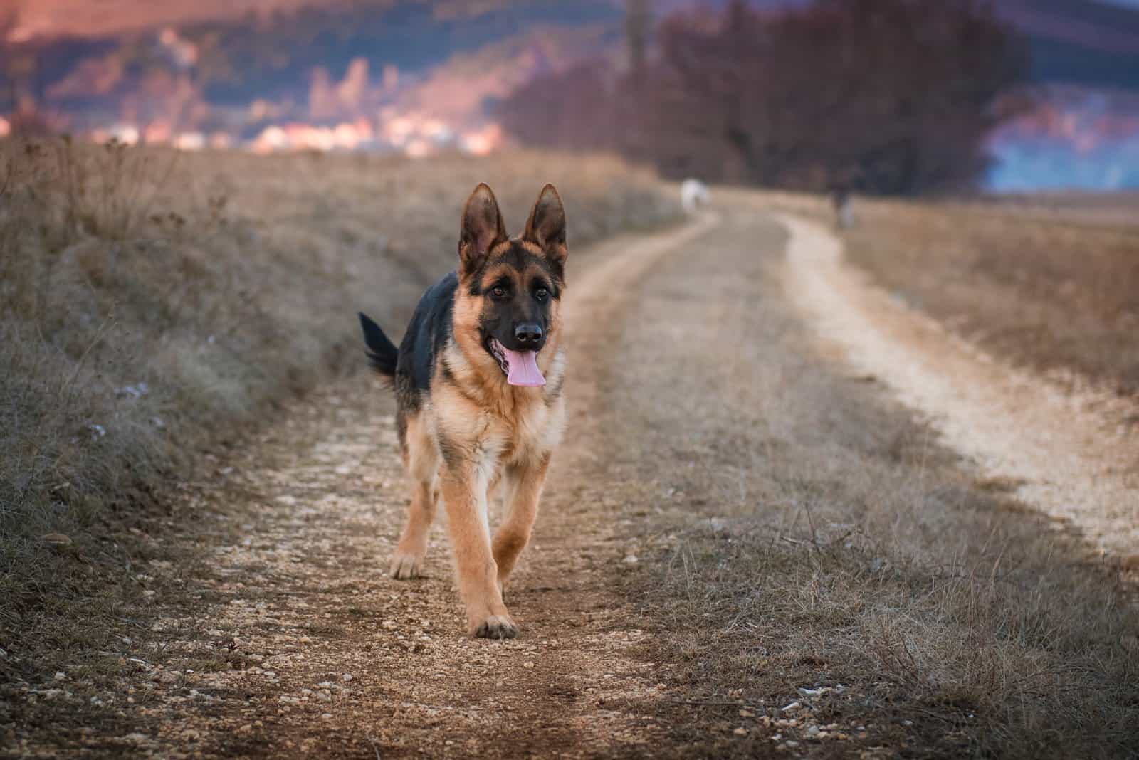 The Top 8 Most Reputable German Shepherd Breeders In Illinois