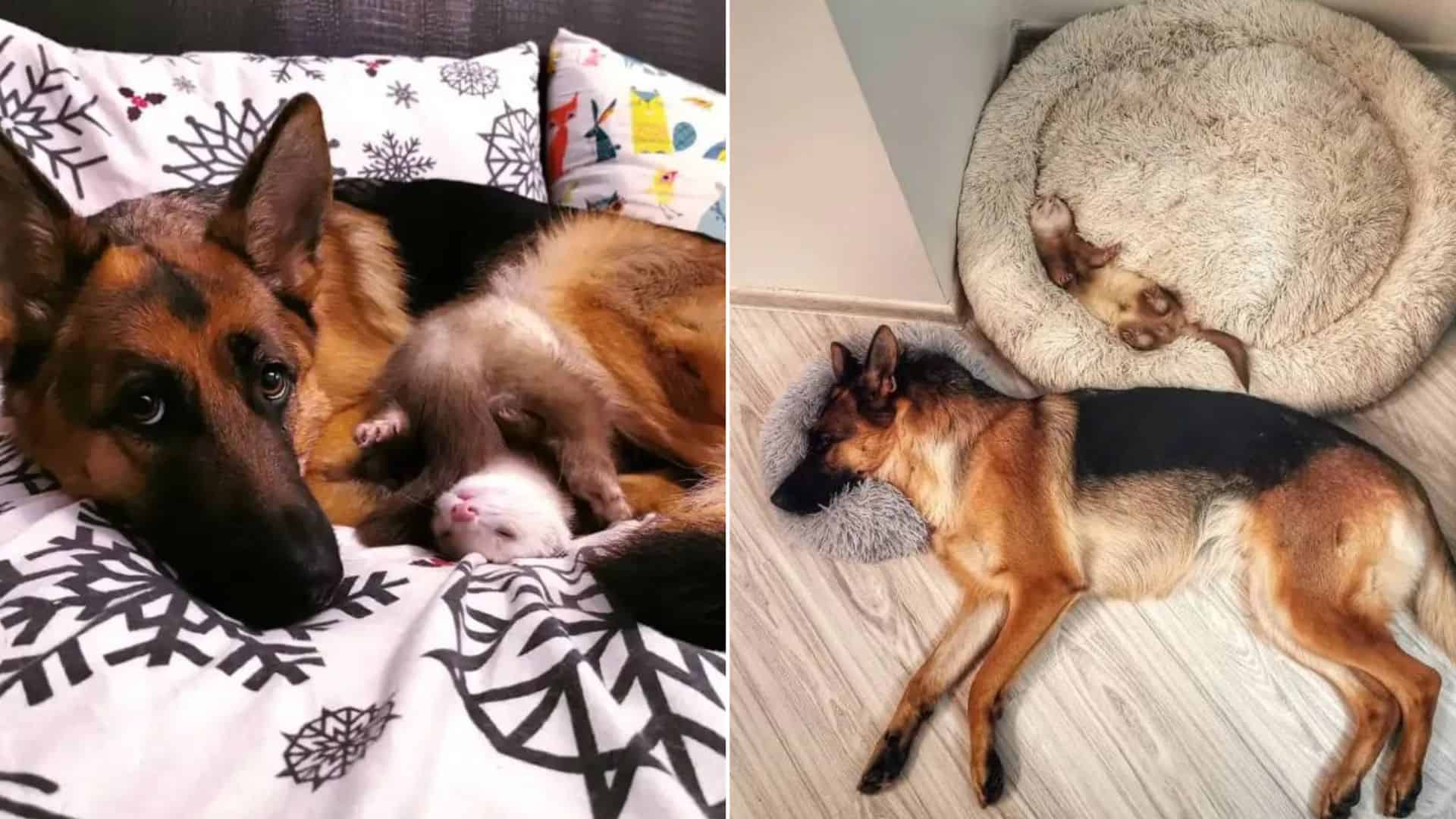 The Unlikely Friendship Of German Shepherd And Ferret That Melts Everyone’s Heart