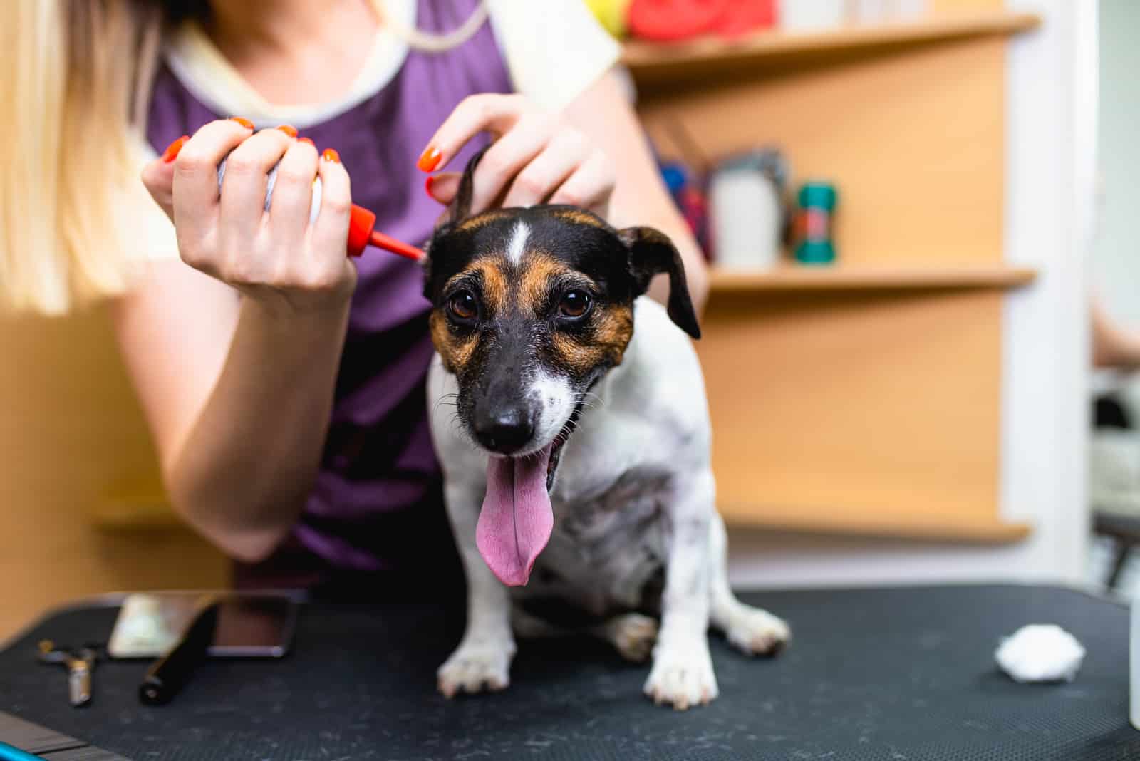 the vet cleans the dog's ear